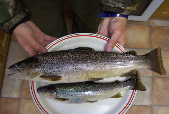 A feast fit for a king, caught on the River Ellen by an Aspatria Angling Club member.